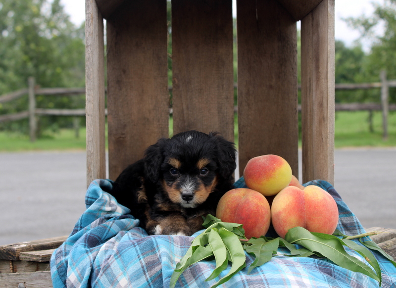 puppy, for, sale, Mini Bernedoodle F2, Matthew B. Stoltzfus, dog, breeder, Gap, PA, dog-breeder, puppy-for-sale, forsale, nearby, find, puppyfind, locator, puppylocator, aca